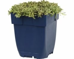 FLORASELF Rozenkransje Antennaria Dioica Ø 11 Cm 5 FLORASELF Rozenkransje Antennaria Dioica Ø 11 Cm -FLORASELF Verkoop DV 8 10167846 01 4c DE 20191214211700