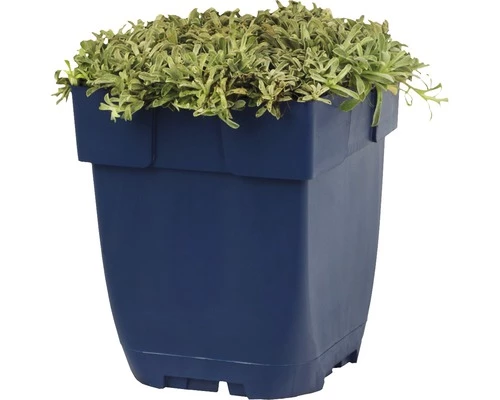 FLORASELF Rozenkransje Antennaria Dioica Ø 11 Cm 4 FLORASELF Rozenkransje Antennaria Dioica Ø 11 Cm - Afbeelding 2