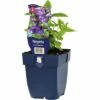 FLORASELF Kattenkruid Nepeta Nervosa 'Neptune' Ø 11 Cm 2 FLORASELF Kattenkruid Nepeta Nervosa 'Neptune' Ø 11 Cm -FLORASELF Verkoop DV 8 10167847 01 4c DE 20200704221656