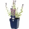 FLORASELF Kattenkruid Nepeta Racemosa Ø 11 Cm -FLORASELF Verkoop DV 8 10167848 02 4c DE 20191214211700