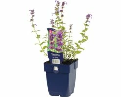 FLORASELF Kattenkruid Nepeta Racemosa Ø 11 Cm