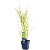 FLORASELF Vingergras Panicum Virgatum Ø 11 Cm -FLORASELF Verkoop DV 8 10167853 02 4c DE 20191214211700