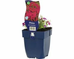 FLORASELF Vlambloem Phlox Douglasii 'Ochsenblut' Ø 11 Cm