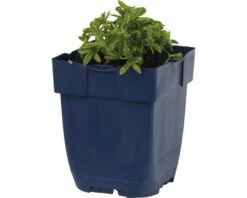 FLORASELF Gele Ganzerik Potentilla Aurea Ø 11 Cm -FLORASELF Verkoop DV 8 10167865 01 4c DE 20191216064653