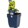 FLORASELF Gele Ganzerik Potentilla Aurea Ø 11 Cm -FLORASELF Verkoop DV 8 10167865 02 4c DE 20191216064653