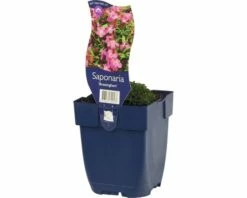 FLORASELF Zeepkruid Saponaria Hybrida Ø 11 Cm