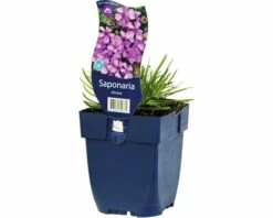 FLORASELF Zeepkruid Saponaria Olivana Ø 11 Cm