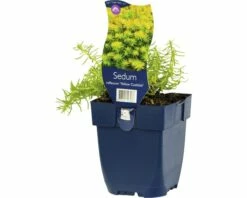 FLORASELF Vetkruid Sedum Reflexum 'Yellow Cushion' Ø 11 Cm