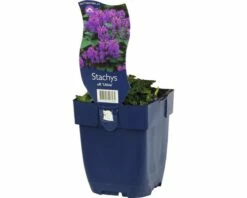 FLORASELF Betonie Stachys Officinalis Ø 11 Cm