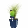 FLORASELF Straalhaver Stipa Tenuissima 'Ponytayls Potmaat Ø 11.0 Cm H 5-60 Cm 1 FLORASELF Straalhaver Stipa Tenuissima 'Ponytayls Potmaat Ø 11.0 Cm H 5-60 Cm -FLORASELF Verkoop DV 8 10167893 01 4c DE 20200704221656
