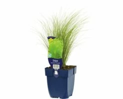 FLORASELF Straalhaver Stipa Tenuissima 'Ponytayls Potmaat Ø 11.0 Cm H 5-60 Cm