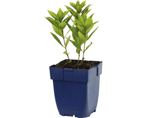 FLORASELF Zwarte Ereprijs Veronicastrum Virginicum 'Pink Glow'' Potmaat Ø 11.0 Cm H 5-140 Cm 4 FLORASELF Zwarte Ereprijs Veronicastrum Virginicum 'Pink Glow'' Potmaat Ø 11.0 Cm H 5-140 Cm - Afbeelding 2