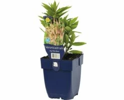 FLORASELF Zwarte Ereprijs Veronicastrum Virginicum 'Pink Glow'' Potmaat Ø 11.0 Cm H 5-140 Cm