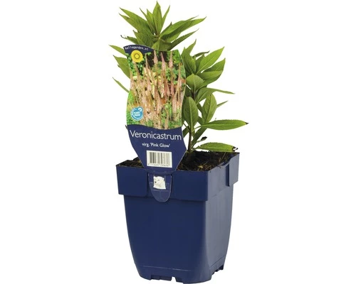FLORASELF Zwarte Ereprijs Veronicastrum Virginicum 'Pink Glow'' Potmaat Ø 11.0 Cm H 5-140 Cm 3 FLORASELF Zwarte Ereprijs Veronicastrum Virginicum 'Pink Glow'' Potmaat Ø 11.0 Cm H 5-140 Cm