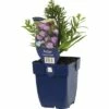 FLORASELF Herfstaster Aster Novi-belgii Ø 11 Cm -FLORASELF Verkoop DV 8 10167908 01 4c DE 20191216065133