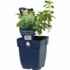 FLORASELF Bergsteentijm Calamintha Nepeta Ø 11 Cm 2 FLORASELF Bergsteentijm Calamintha Nepeta Ø 11 Cm -FLORASELF Verkoop DV 8 10167917 01 4c DE 20191216064653