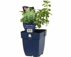 FLORASELF Bergsteentijm Calamintha Nepeta Ø 11 Cm