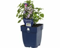 FLORASELF Bergsteentijm Calamintha Nepeta Ø 11 Cm