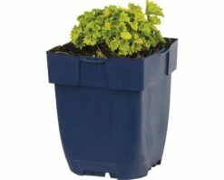 FLORASELF Klokjesbloem Campanula Garganica Ø 11 Cm 5 FLORASELF Klokjesbloem Campanula Garganica Ø 11 Cm -FLORASELF Verkoop DV 8 10167919 01 4c DE 20191216064653