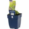 FLORASELF Klokjesbloem Campanula Garganica Ø 11 Cm -FLORASELF Verkoop DV 8 10167919 02 4c DE 20191216064653