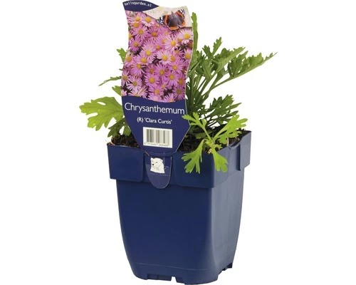 FLORASELF Chrysant Chrysanthemum Rubellum Ø 11 Cm 3 FLORASELF Chrysant Chrysanthemum Rubellum Ø 11 Cm