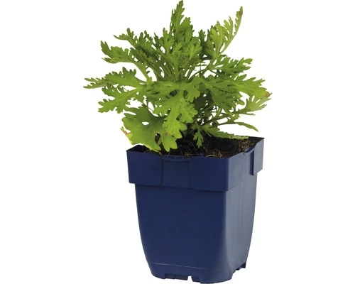 FLORASELF Chrysant Chrysanthemum Rubellum Ø 11 Cm 4 FLORASELF Chrysant Chrysanthemum Rubellum Ø 11 Cm - Afbeelding 2