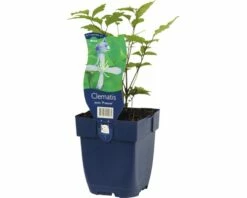 FLORASELF Bosrank Clematis Jouiniana Ø 11 Cm