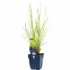 FLORASELF Ruwe Smele Deschampsia Cespitosa 'Goldschleier' Ø 11 Cm 2 FLORASELF Ruwe Smele Deschampsia Cespitosa 'Goldschleier' Ø 11 Cm -FLORASELF Verkoop DV 8 10167927 01 4c DE 20200704221656