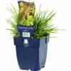 FLORASELF Ruwe Smele Deschampsia Cespitosa Ø 11 Cm -FLORASELF Verkoop DV 8 10167930 01 4c DE 20210311082518