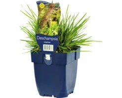 FLORASELF Ruwe Smele Deschampsia Cespitosa Ø 11 Cm