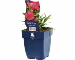 FLORASELF Potanjer Dianthus Chinensis Ø 11 Cm