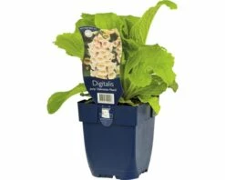 FLORASELF Vingerhoedskruid Digitalis Purpurea 'Dalmatian Peach' Ø 11 Cm