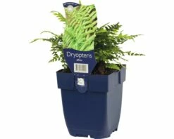 FLORASELF Schildvaren Dryopteris Affinis Ø 11 Cm -FLORASELF Verkoop DV 8 10167939 01 4c DE 20191216061759