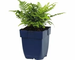 FLORASELF Schildvaren Dryopteris Affinis Ø 11 Cm -FLORASELF Verkoop DV 8 10167939 02 4c DE 20191216064653