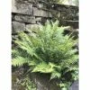 FLORASELF Schildvaren Dryopteris Affinis Ø 11 Cm -FLORASELF Verkoop DV 8 10167939 03 4c DE 20210118184652