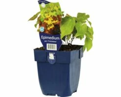 FLORASELF Elfenbloem Epimedium Perralderianum 'Frohnleiten' Ø 11 Cm