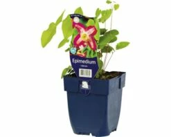 FLORASELF Elfenbloem Epimedium Rubrum Ø 11 Cm