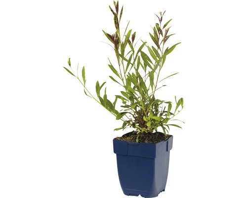 FLORASELF Prachtkaars Gaura Lindheimeri Ø 11 Cm 4 FLORASELF Prachtkaars Gaura Lindheimeri Ø 11 Cm - Afbeelding 2