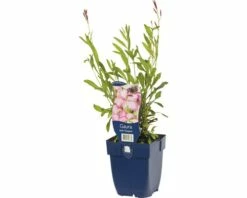 FLORASELF Prachtkaars Gaura Lindheimeri Ø 11 Cm