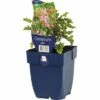 FLORASELF Ooievaarsbek Geranium Endressii Ø 11 Cm -FLORASELF Verkoop DV 8 10167948 01 4c DE 20191216051753
