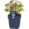 FLORASELF Ooievaarsbek Geranium Macrorrhizum 'Olympic Fire' Ø 11 Cm -FLORASELF Verkoop DV 8 10167951 01 4c DE 20220725081651