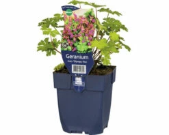 FLORASELF Ooievaarsbek Geranium Macrorrhizum 'Olympic Fire' Ø 11 Cm