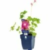 FLORASELF Ooievaarsbek Geranium X Oxonianum 'Orkney Pink' Ø 11 Cm