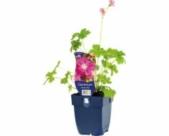 FLORASELF Ooievaarsbek Geranium X Oxonianum 'Orkney Pink' Ø 11 Cm