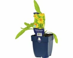 FLORASELF Zonnekruid Helenium Amarum 'Dakota Gold' Ø 11 Cm