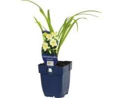 FLORASELF Daglelie Hemerocallis-Cultivars 'Arctic Snow' Potmaat Ø 11.0 Cm H 5-70 Cm