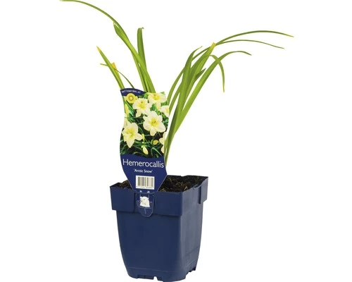 FLORASELF Daglelie Hemerocallis-Cultivars 'Arctic Snow' Potmaat Ø 11.0 Cm H 5-70 Cm 3 FLORASELF Daglelie Hemerocallis-Cultivars 'Arctic Snow' Potmaat Ø 11.0 Cm H 5-70 Cm