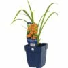 FLORASELF Daglelie Hemerocallis Citrina Ø 11 Cm 2 FLORASELF Daglelie Hemerocallis Citrina Ø 11 Cm -FLORASELF Verkoop DV 8 10167967 01 4c DE 20191216072104