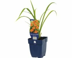 FLORASELF Daglelie Hemerocallis Citrina Ø 11 Cm