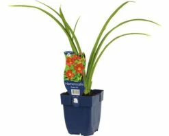 FLORASELF Daglelie Hemerocallis Citrina Ø 11 Cm